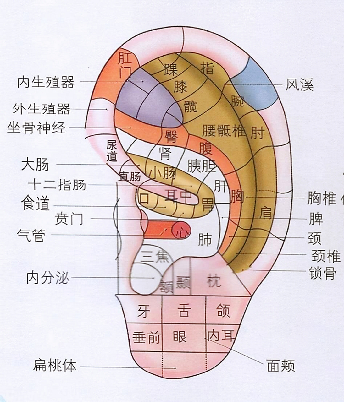 耳朵对应的器官是什么图片