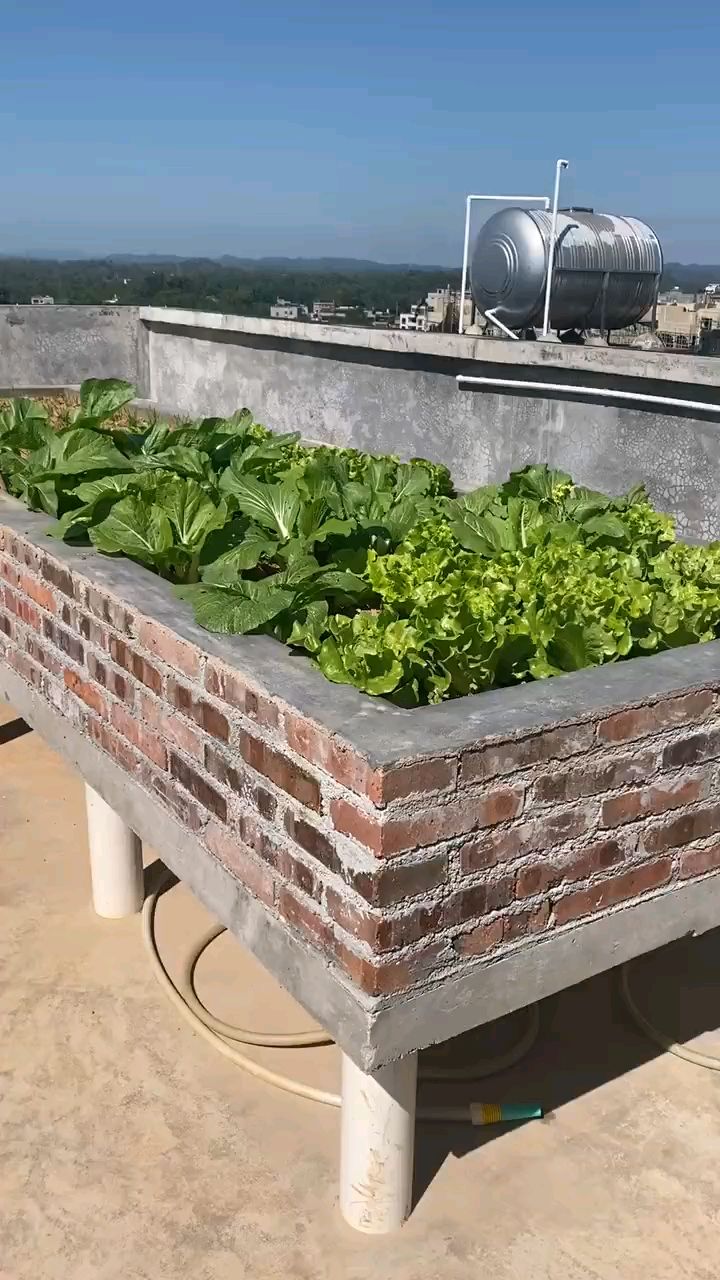房顶的菜园子!