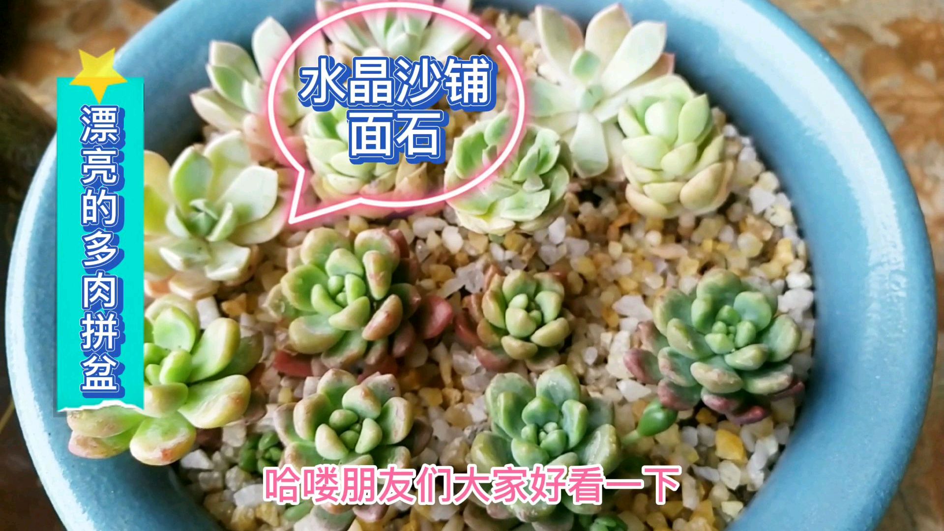 漂亮多肉拼盘美呆了!多肉小苗这样上盆、浇水,更容易服盆