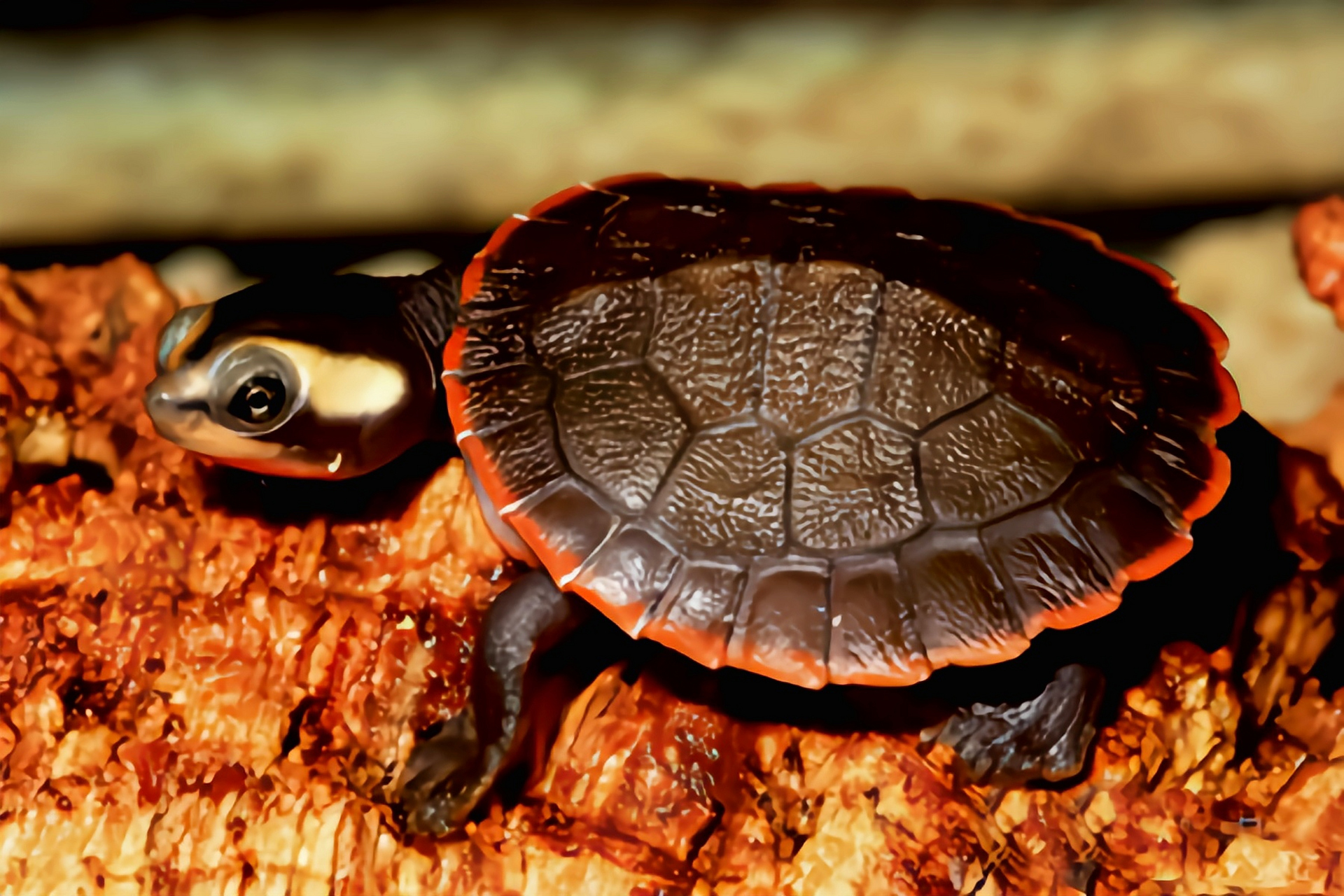 每天认识一种动物——红腹短颈龟 红腹短颈龟别名圆澳龟,红纹曲颈龟
