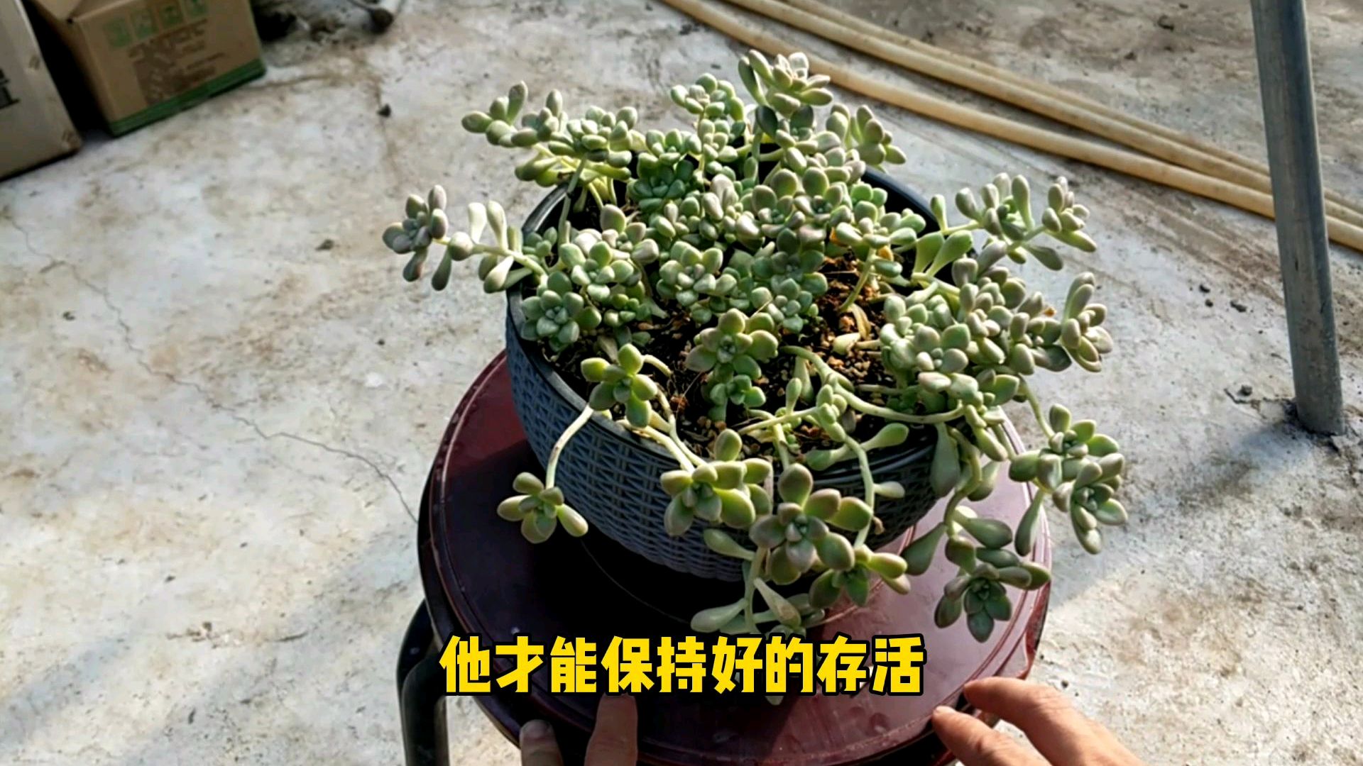 多肉植物,长得很快但没多久就坏了