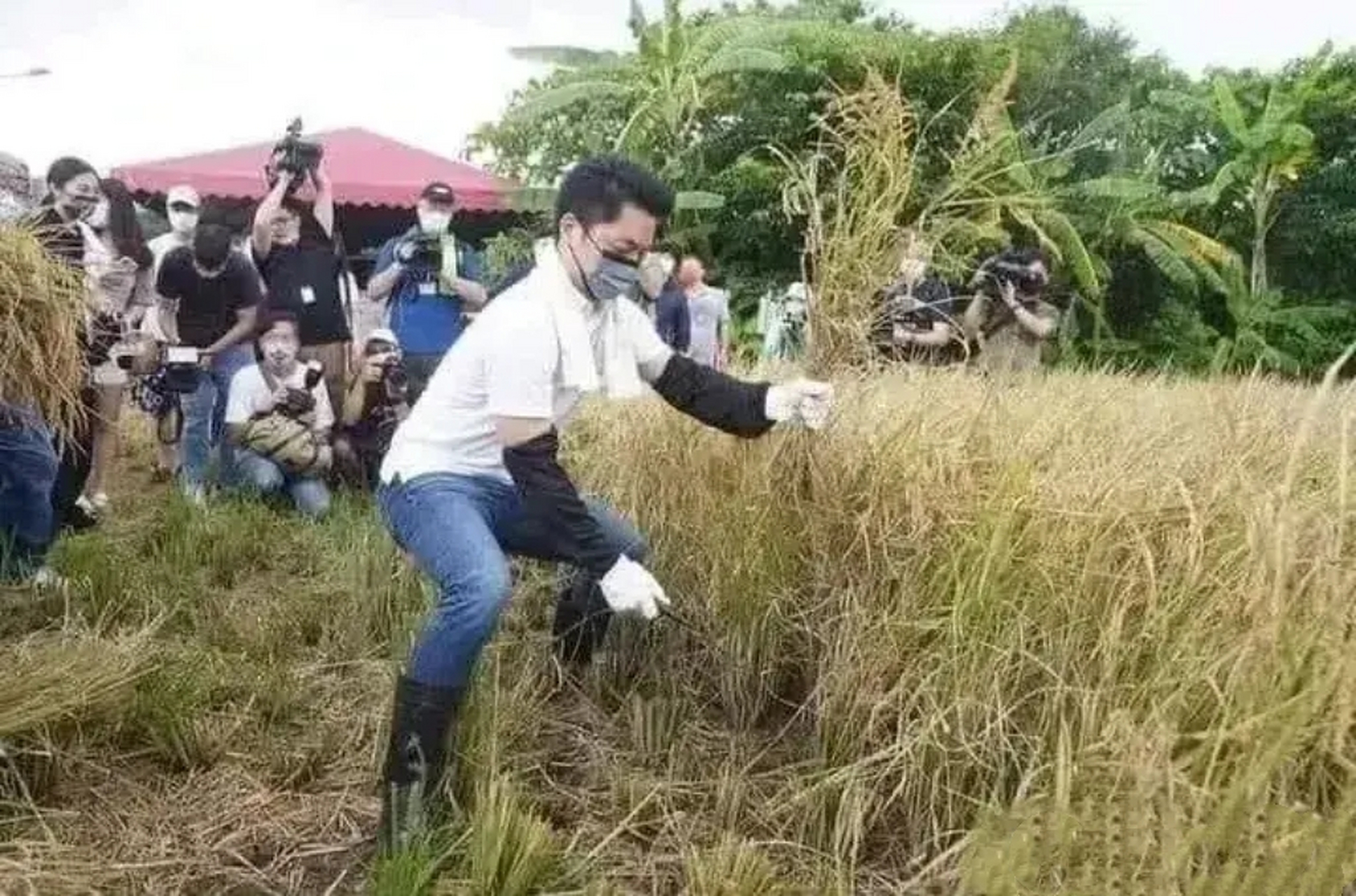 介石的曾孫兒,蔣萬安,割水稻. 真是不光沒割過水稻,可能都沒見過.