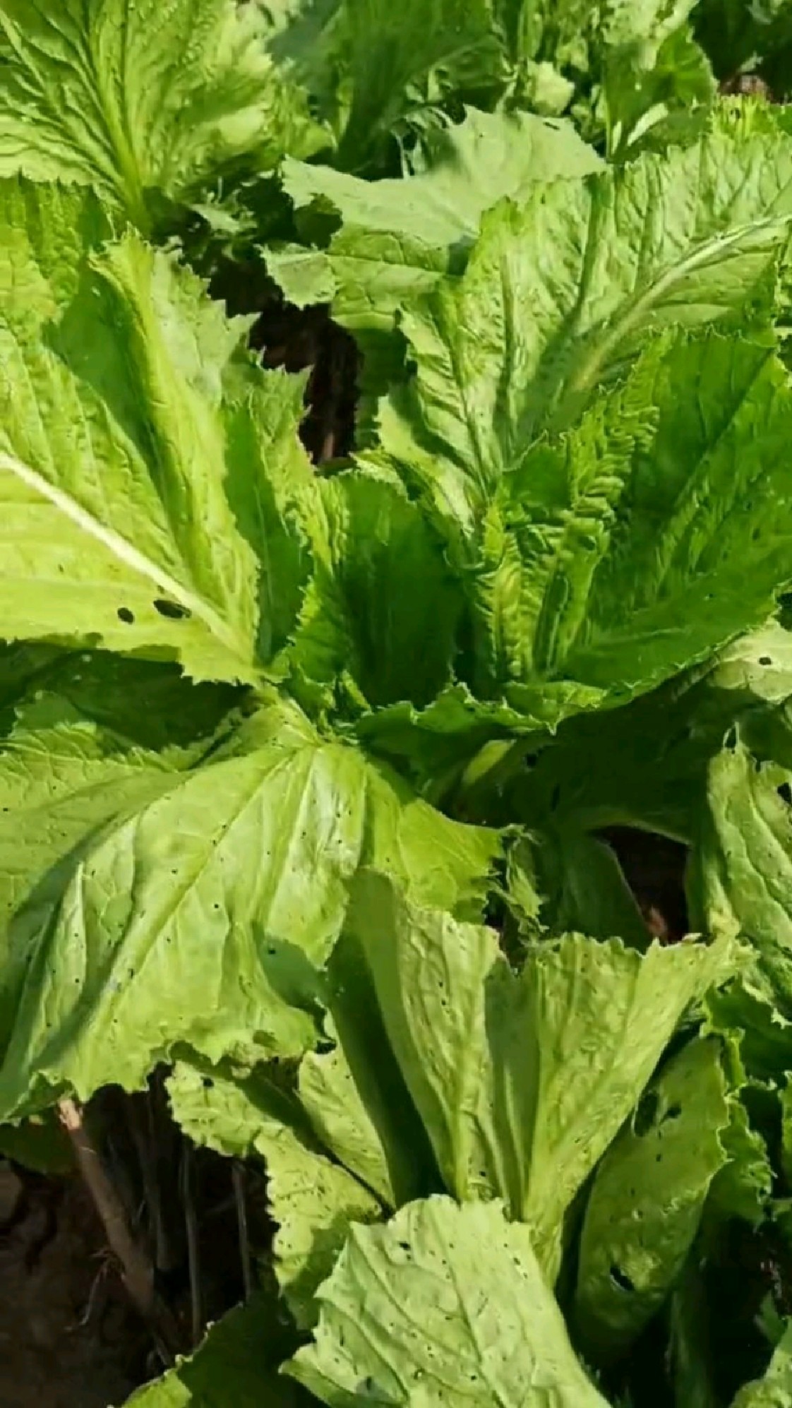 這個芥菜一直在瘋狂生長,怎樣摘也摘不完,兩三天就能摘一籮筐!