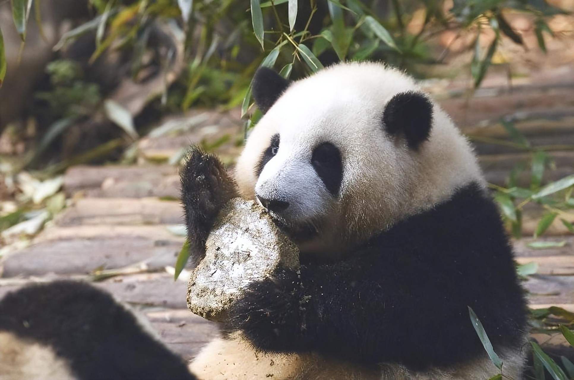 网红大熊猫花花成熊猫届顶流 近日,四川成都,大熊猫和花成为了熊猫界