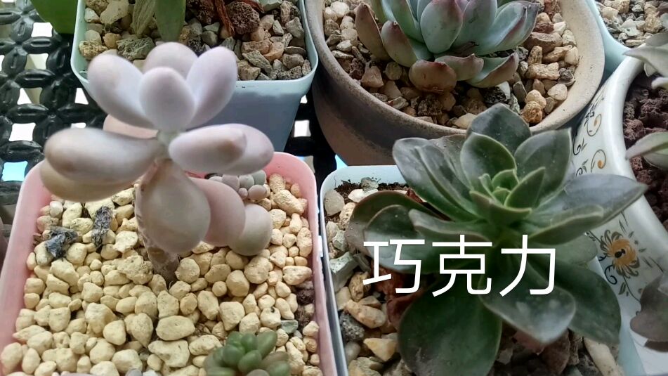 看看夏季容易徒长的多肉有哪些
