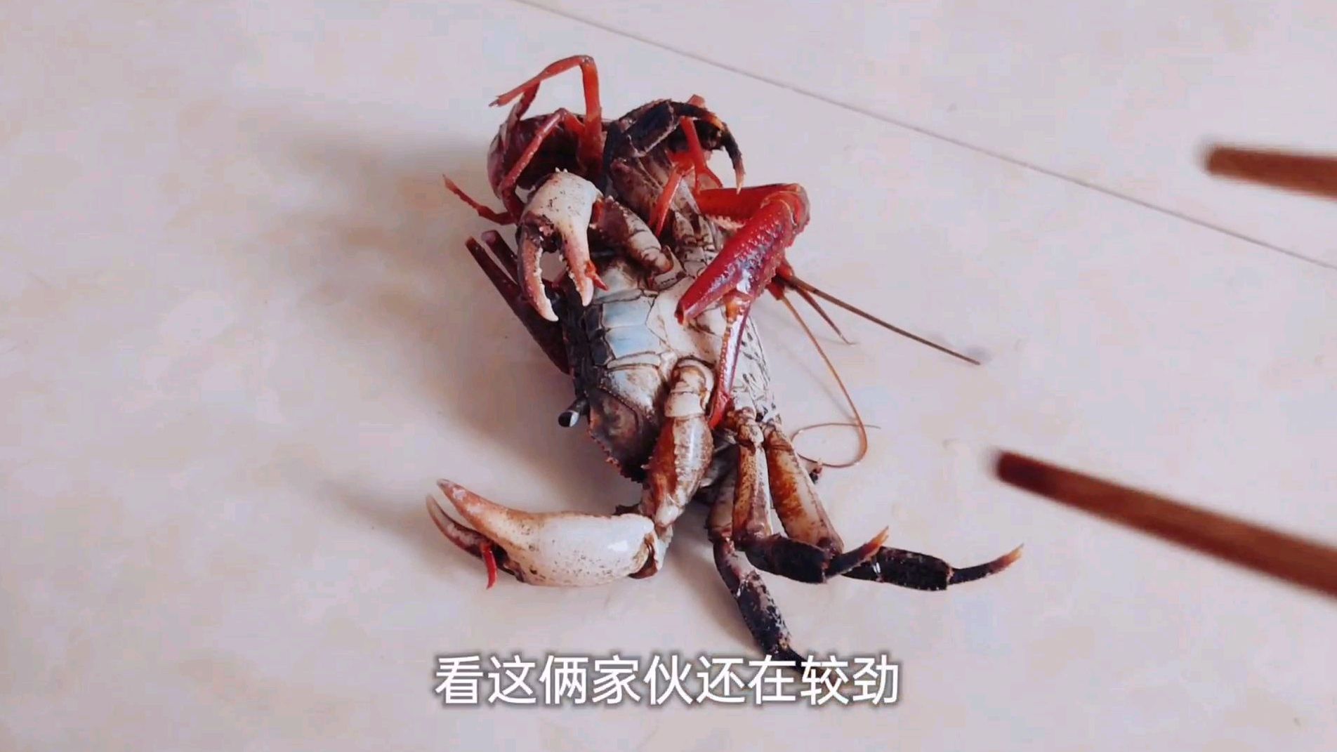 螃蟹和龙虾到底谁的力量大,今天做个小实验,没有对比就没有伤害
