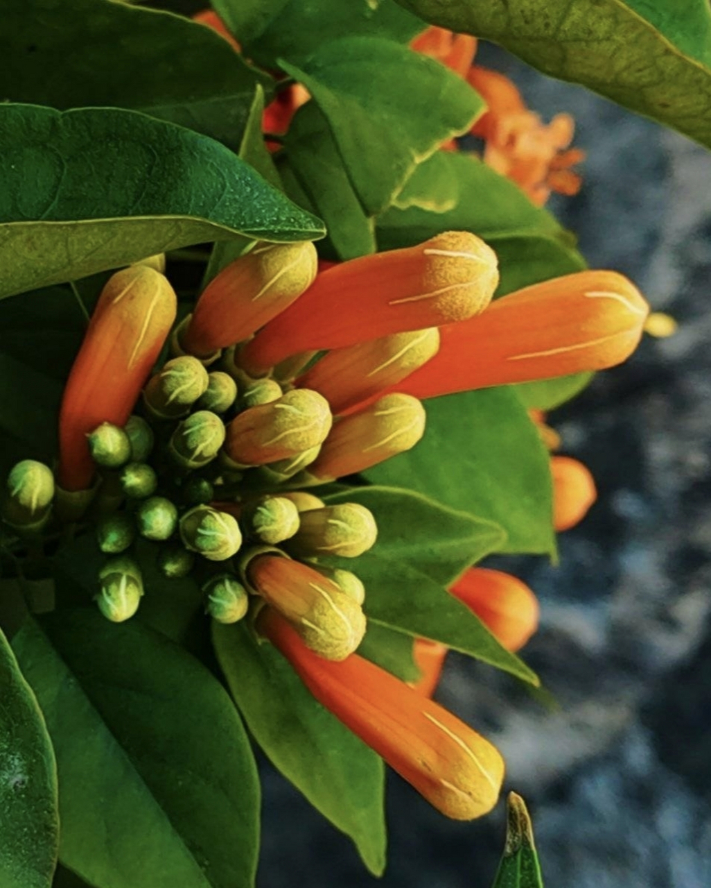 大理·崇圣寺三塔 炮仗花,别名:黄鳝藤.状如鞭炮,故有炮仗花之称