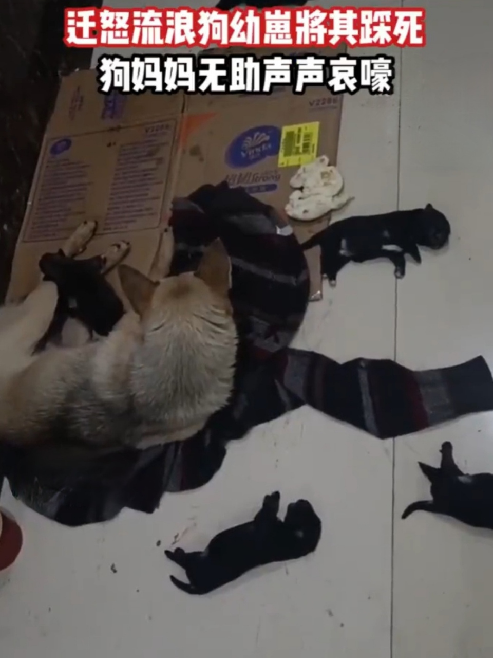 男子被流浪狗咬伤,愤怒踩死4只狗崽子!