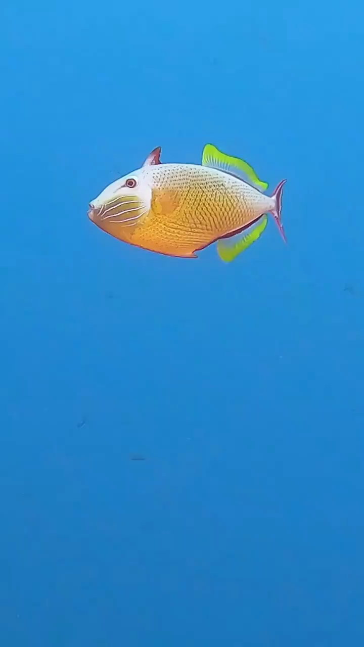 海洋生物鉴定 红尾三角鱼