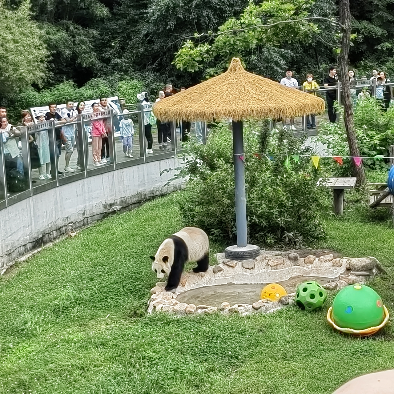 长春东北虎园,一个位于中国东北的保护动物园,以其致力于保护东北虎