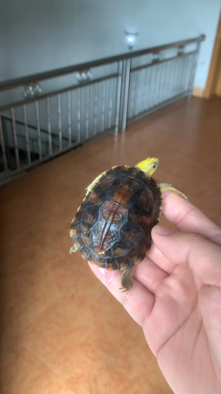 金头闭壳龟,头色超级金黄,乌龟届的颜值担当!