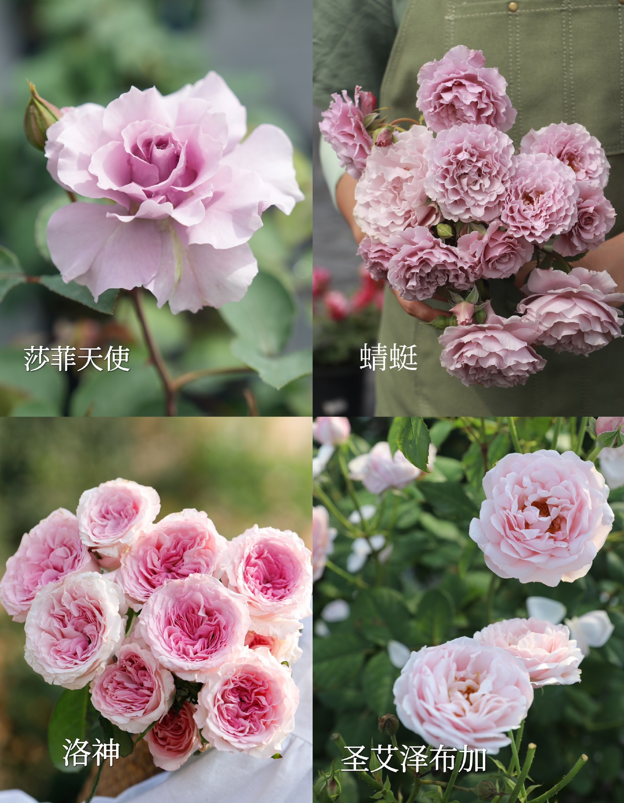 芭芭拉赫顿