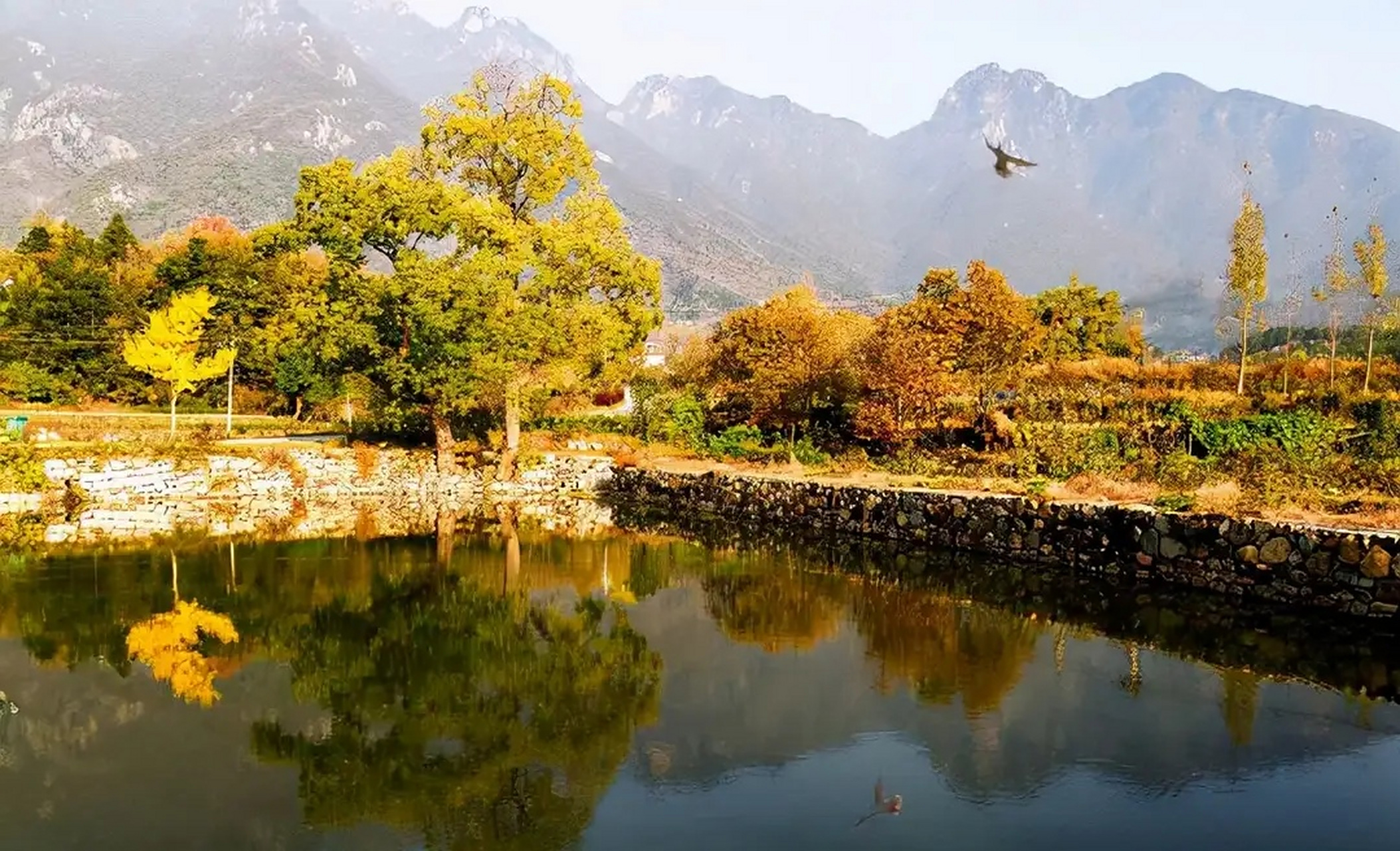 我眼中的秋天# 河南省信阳市商城县里罗城村又到了一年中最美的季节