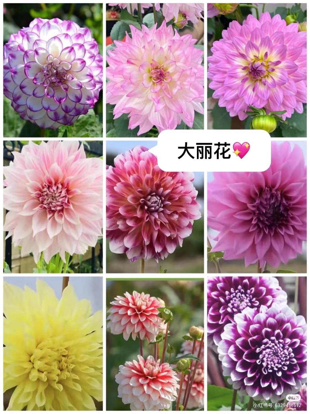 大丽花花语
