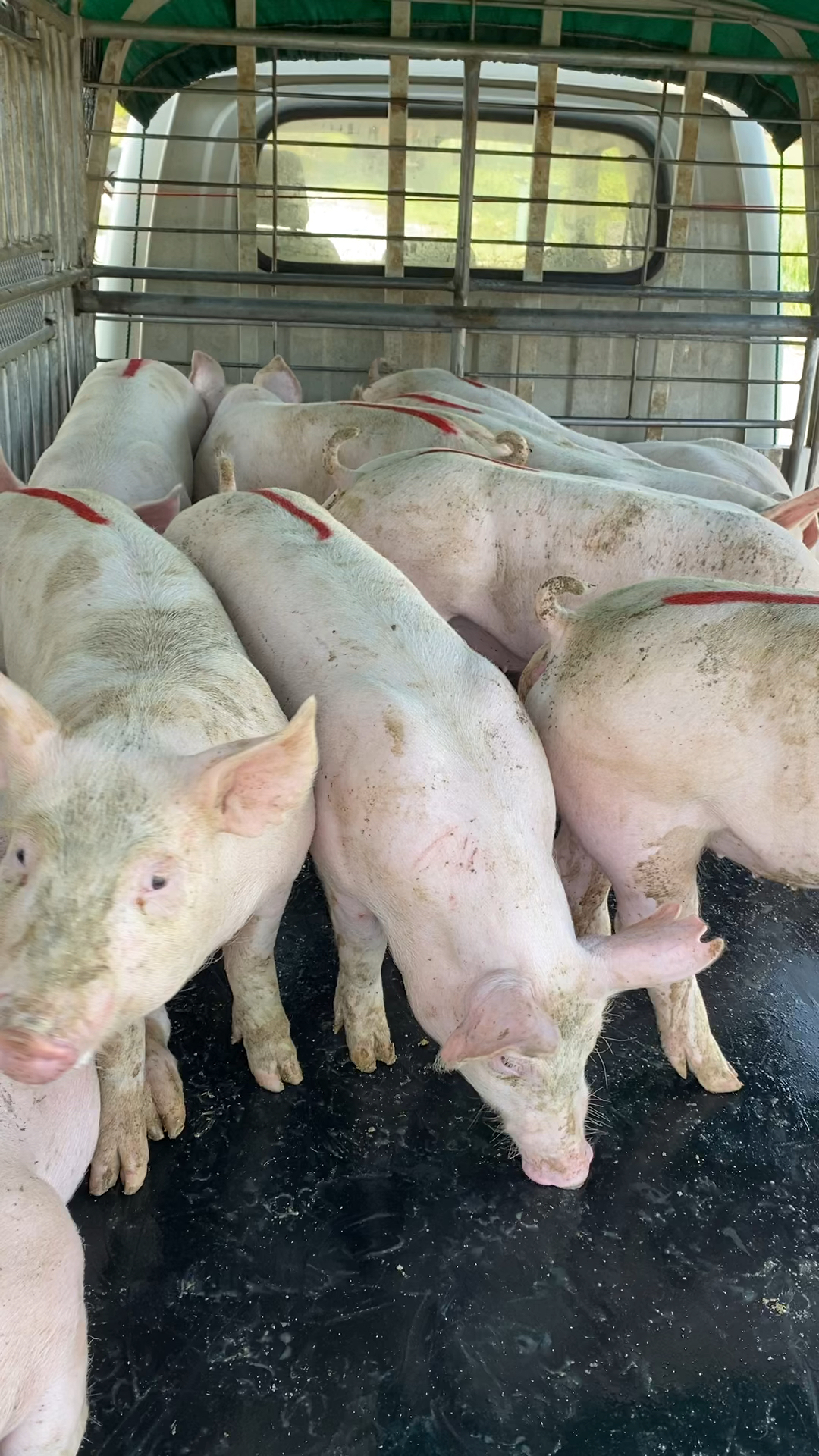 双脊臀新美系二元母猪体型靓不靓?-度小视