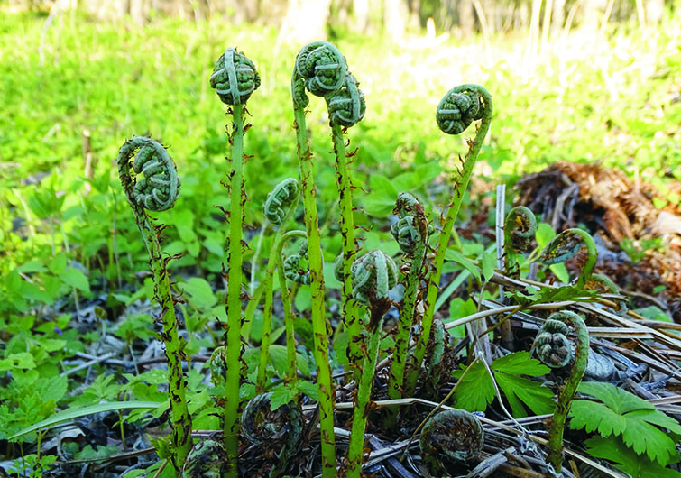 蕨菜长什么样子?