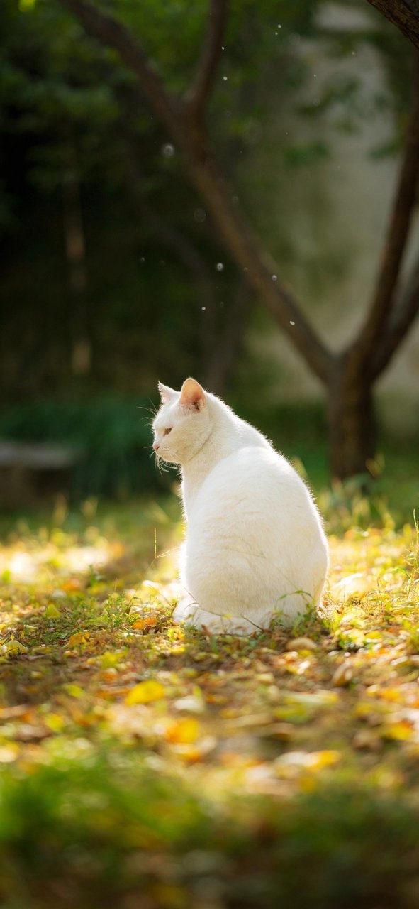白色猫咪壁纸