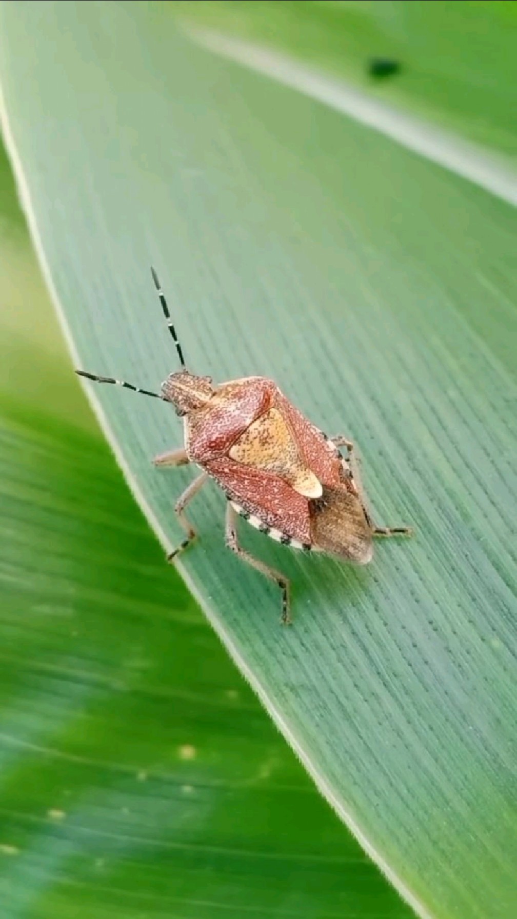 半翅目蝽科的斑须蝽,成虫和若虫刺吸嫩叶,嫩茎及穗部汁液.-度小视