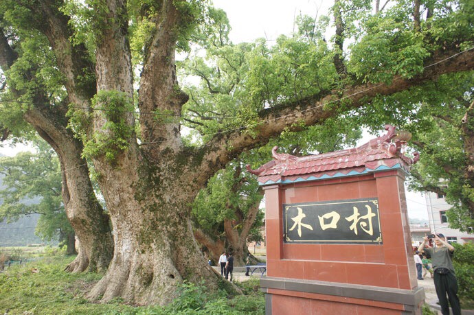 木口村与《木口村调查》