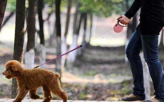 遛狗拴绳 - 2020年最新商品信息聚合专区 - 百度爱采购