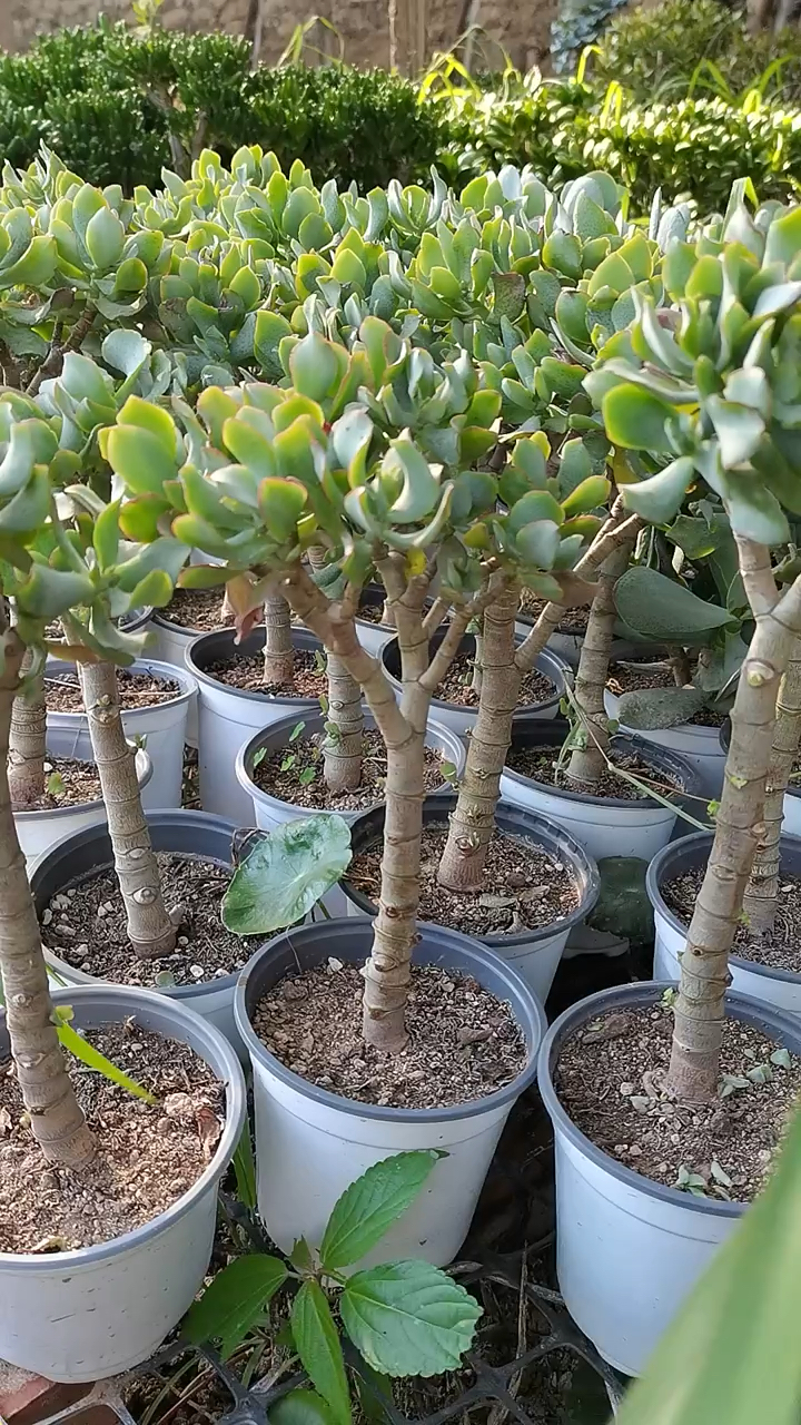 高独杆海带花月