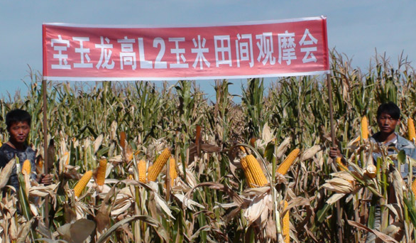 龙高l2玉米种子适合哪些地区种植