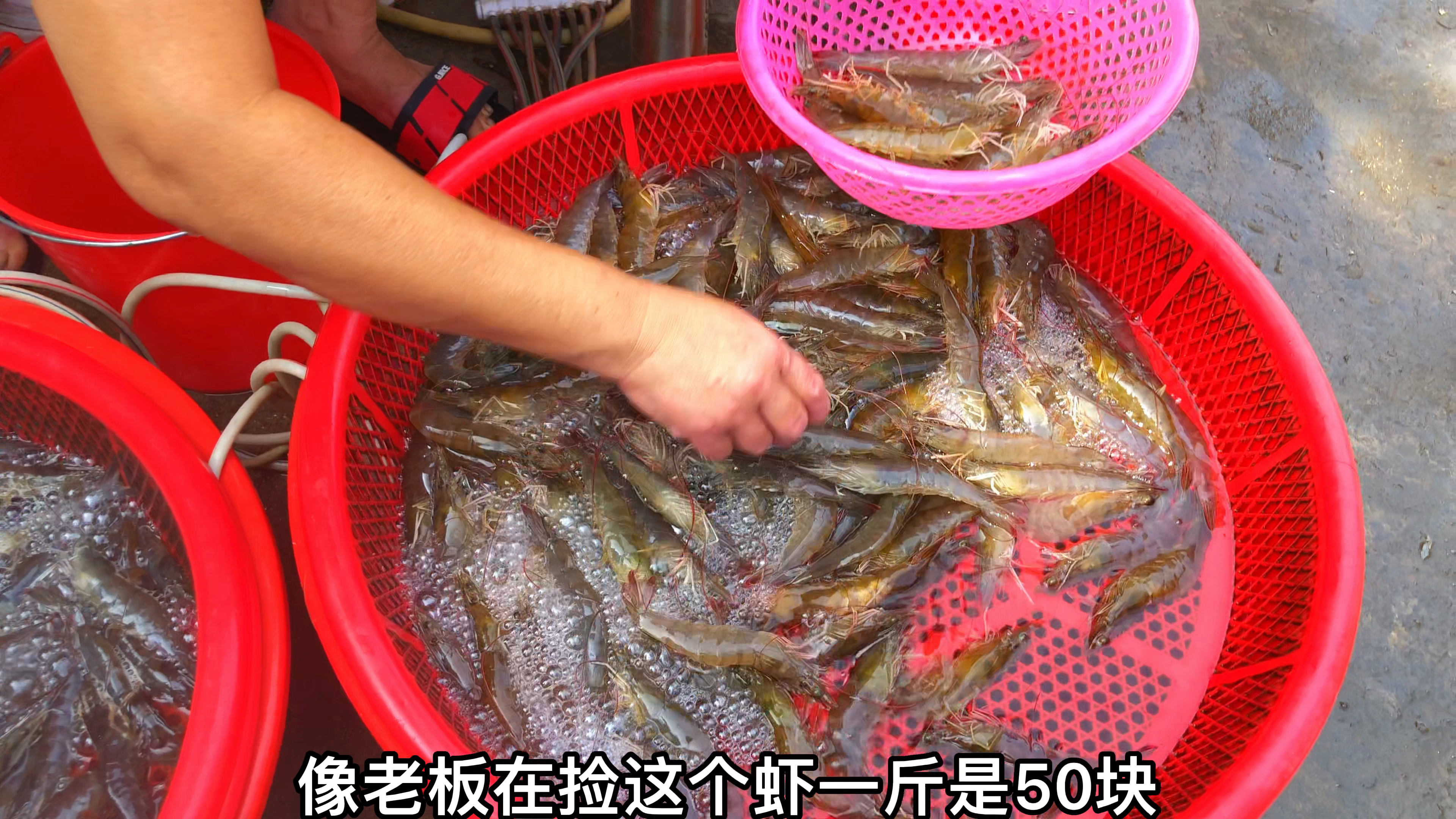 海边人教你鲜虾的原味做法,不白灼不油炸,葱香味鲜真好吃