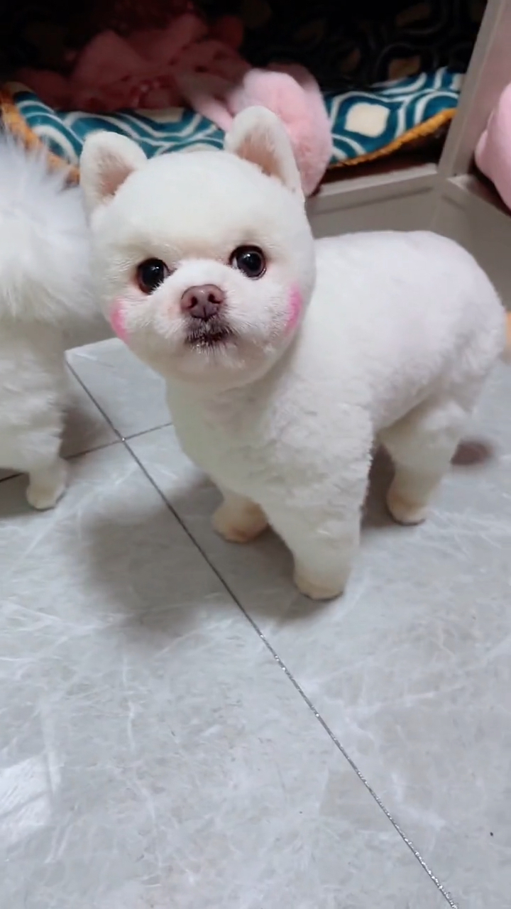 闹闹渴了要喝水,瞧它的模样好可爱,真是聪明的博美犬