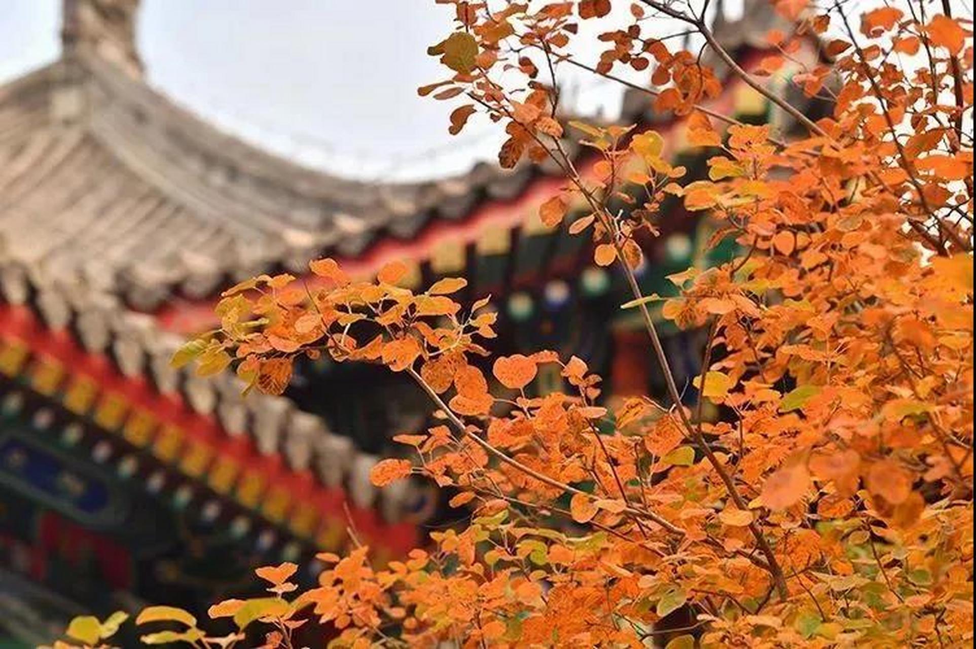 秋意渐农 黄叶落,枫叶红 秋天的气息越来越浓了 在诗人的笔下02 秋