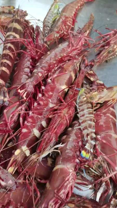 天然海鲜红脚虎虾(红爪虾)