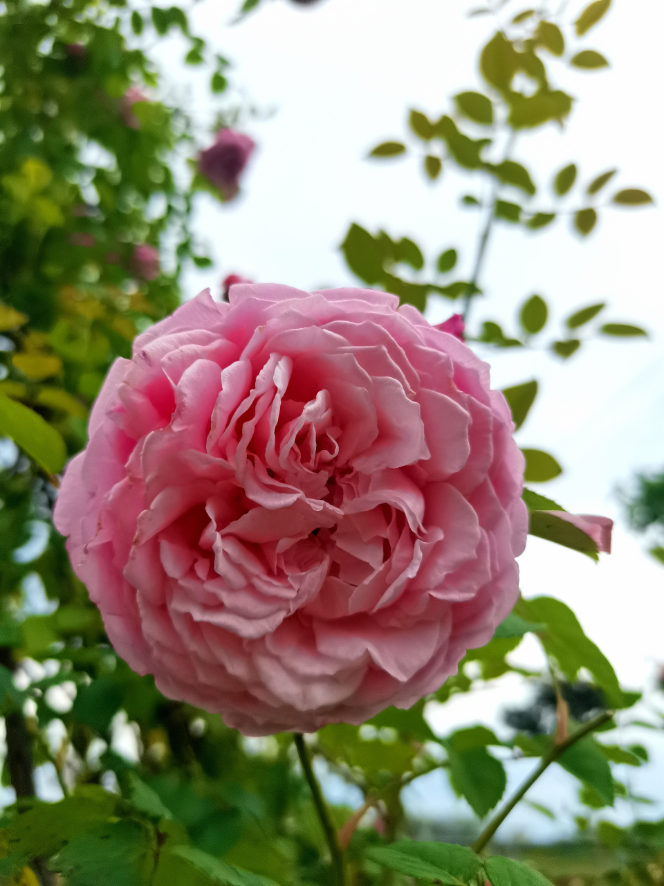 [小红花]花色以红色为主,其他有白,黄,粉红,玫瑰红等.