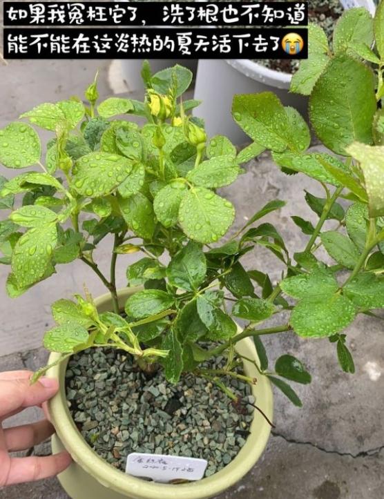 是不是月季内向的芽一长出来就要抹掉呢?