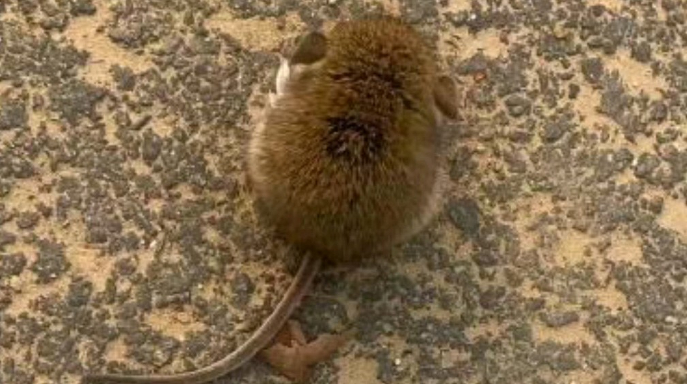 北方的朋友们,你们那的老鼠真的这么可爱吗?