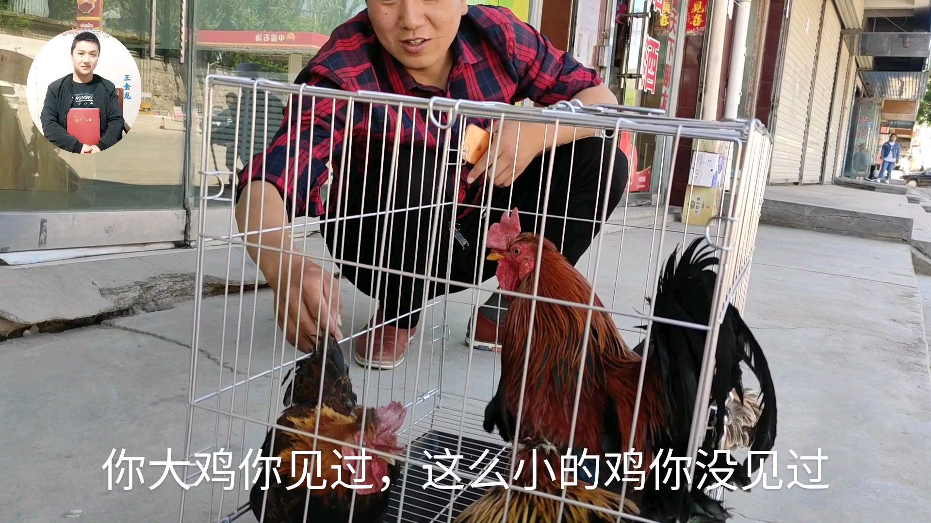 小鸡高价格,一笼元宝鸡引人注意!