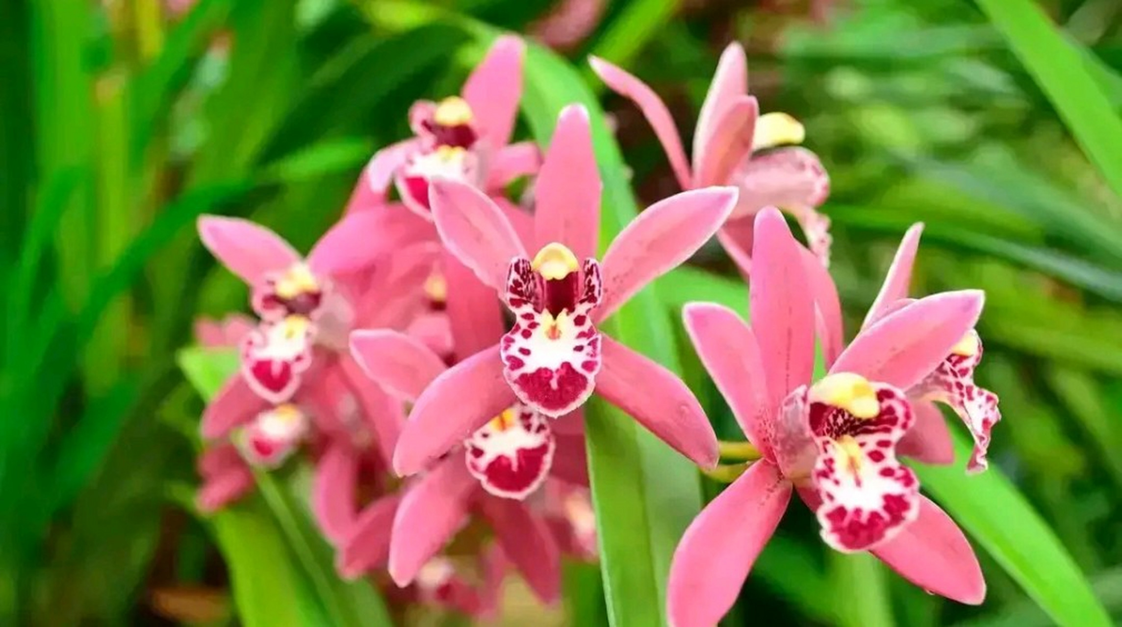 兰花  明 薛网 我爱幽兰异众芳, 不将颜色媚春阳.