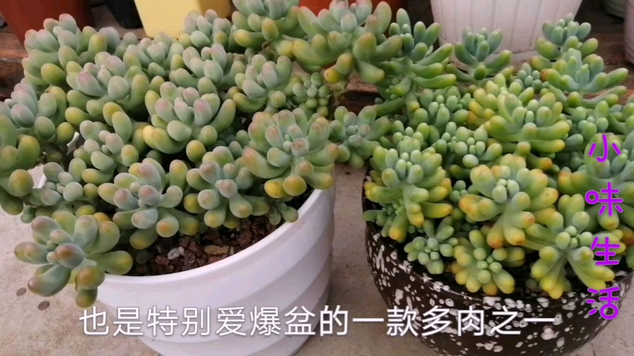 多肉乙女心和果冻乙女心的区别,夏季不休眠爆很多侧芽,爆盆也快