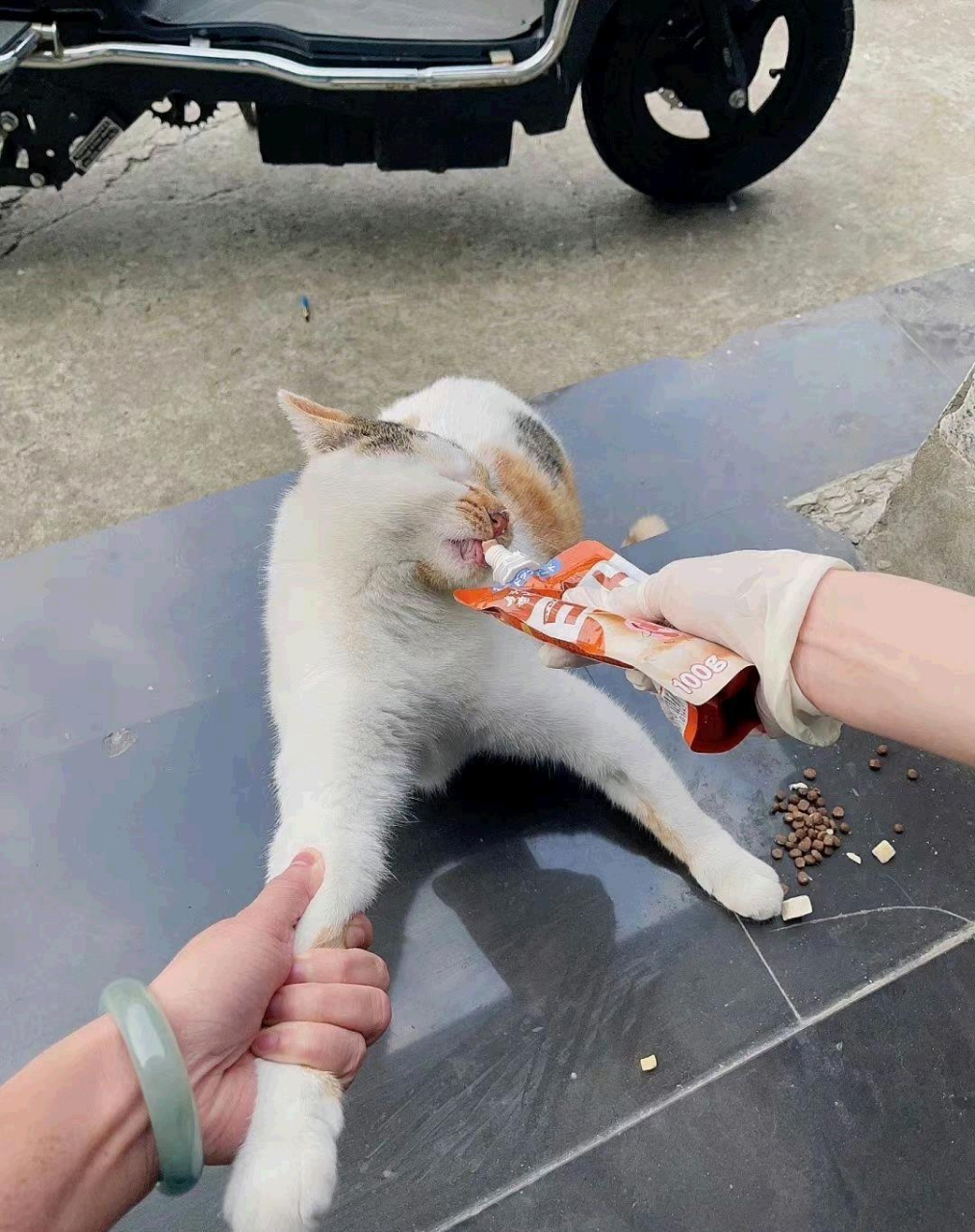 早上看到一只猫 硬要跟我回家和吃我的果冻