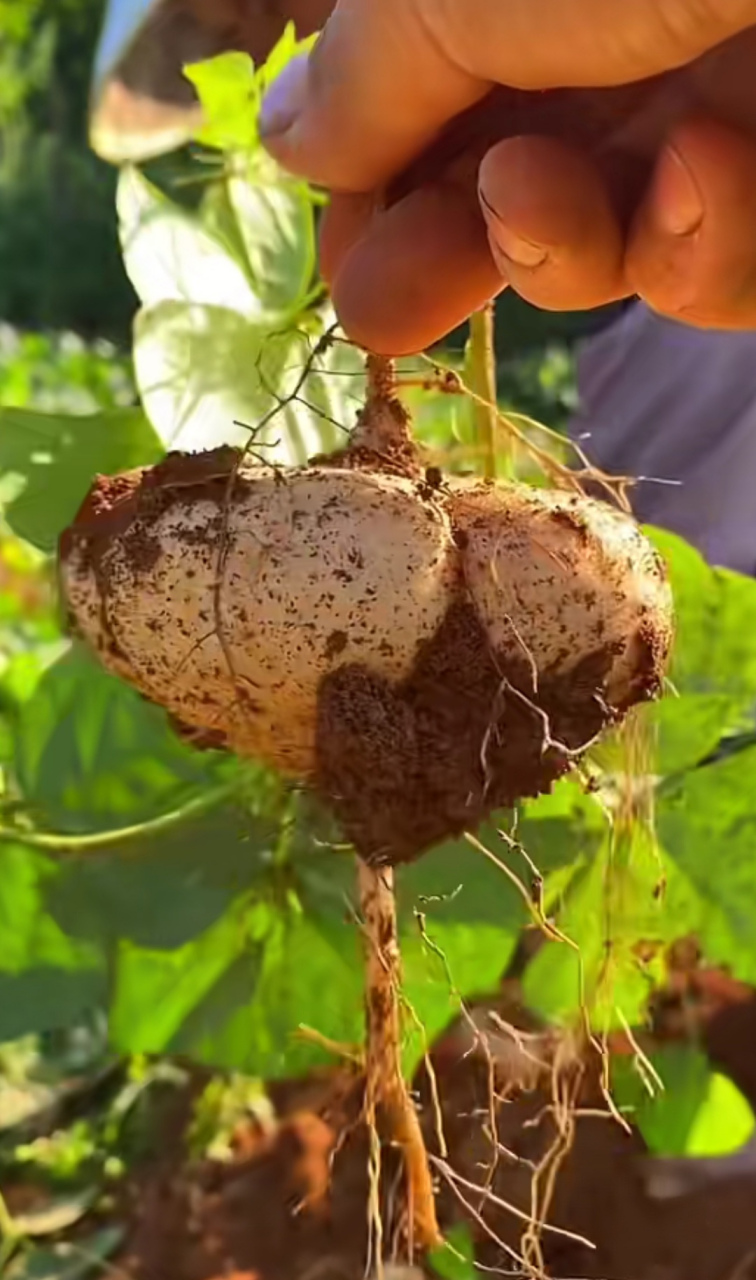 长在土里的水果,谁吃过呀!