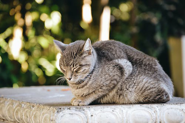 天猫精灵ccl（天猫精灵ccl怎么恢复出厂设置）