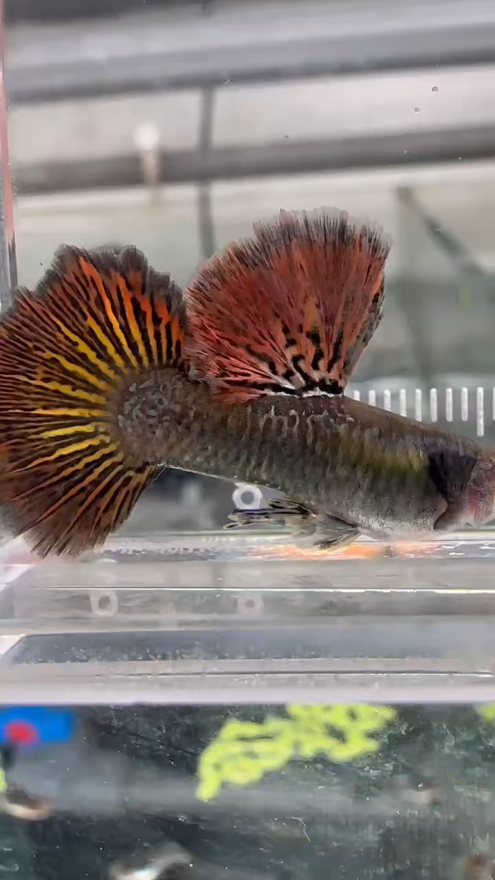 孔雀鱼七彩红龙颜色靓丽