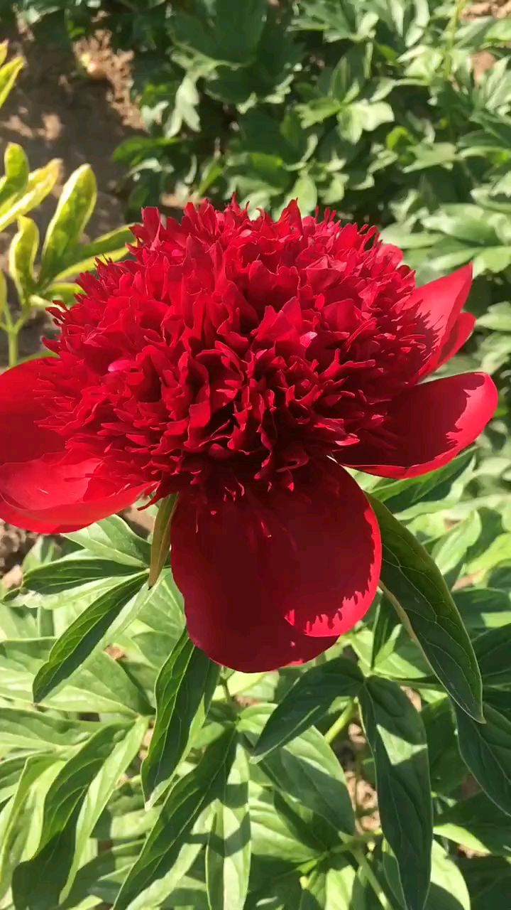 火红的芍药花#芍药#进口芍药-度小视