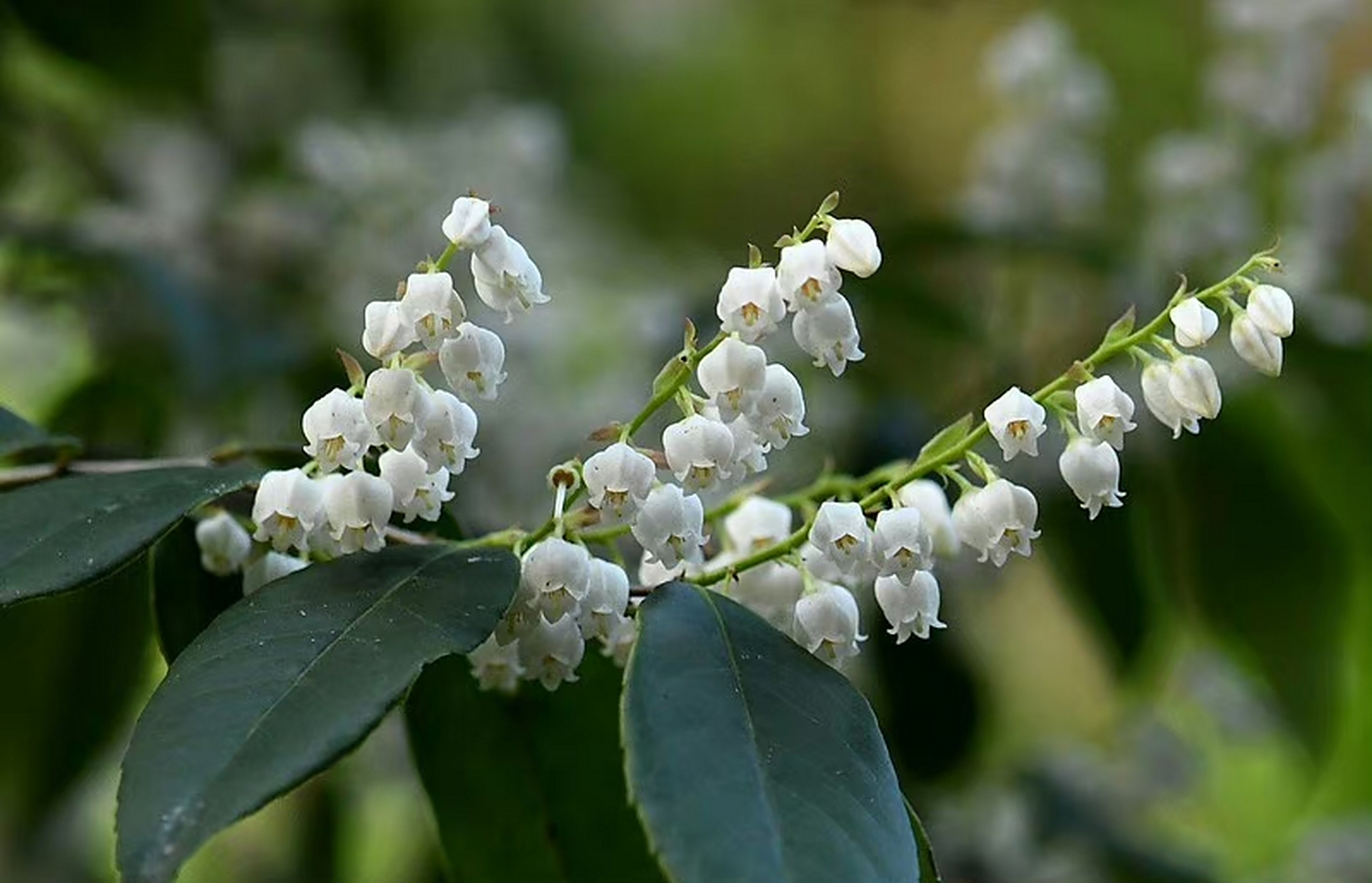 马醉木(pieris japonica),杜鹃花科马醉木属.摄于浙江温州楠溪江.