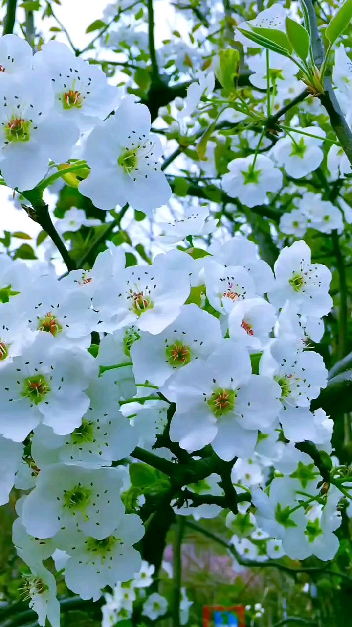 清新洁白的梨花