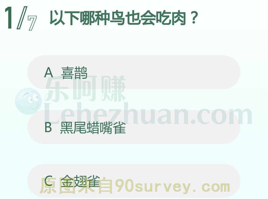 喜鹊也会吃肉