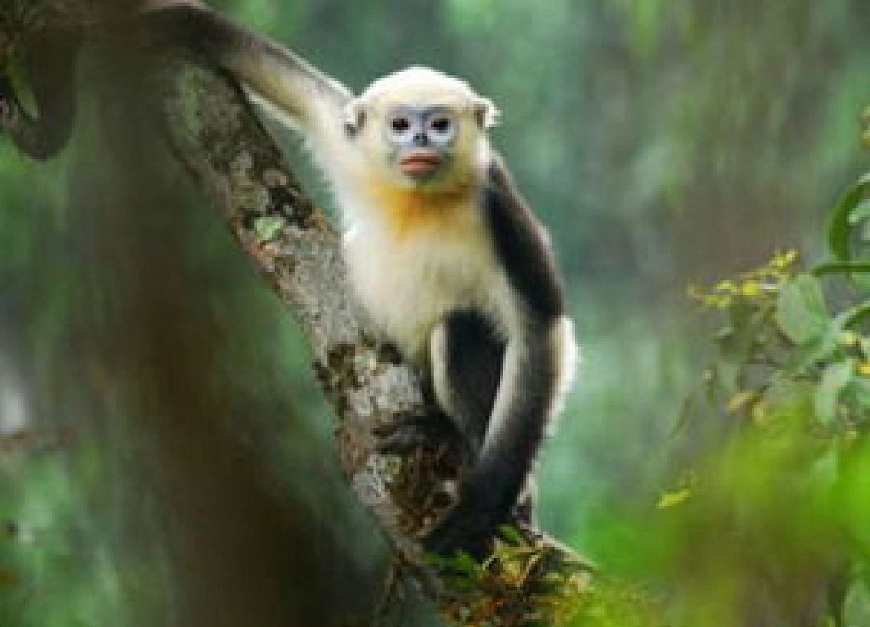 越南金丝猴,外形似滇金丝猴,大小和身体比例小于滇金丝猴,尾明显较滇