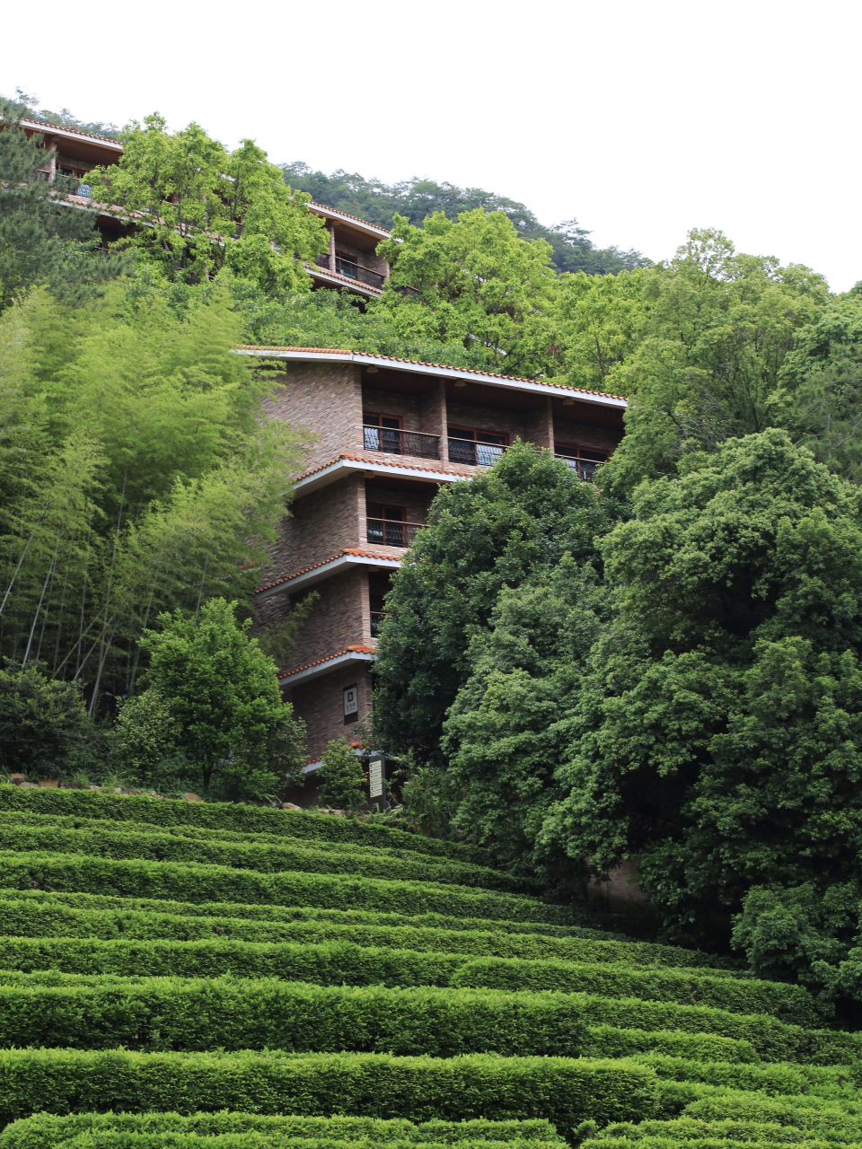 雁南飞茶田风景区图片