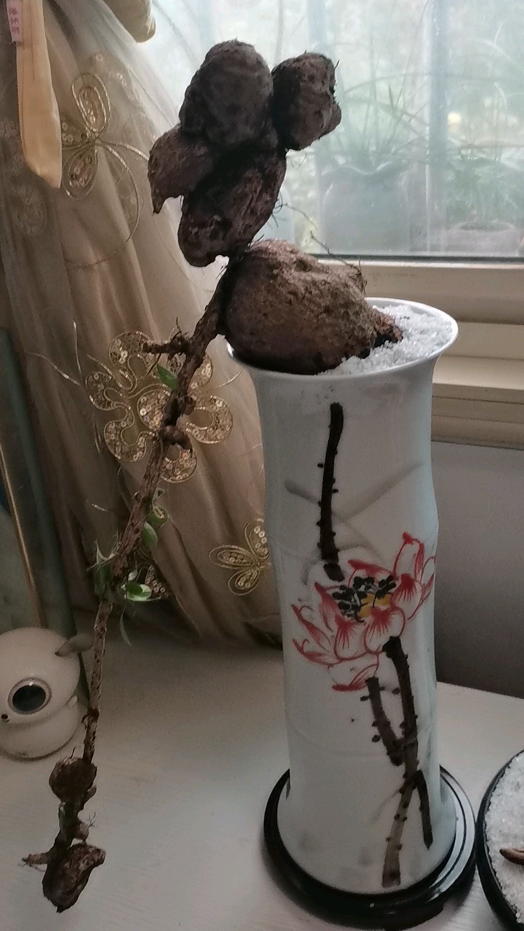 白花红果和红花紫果两棵五翅莓精品-度小视