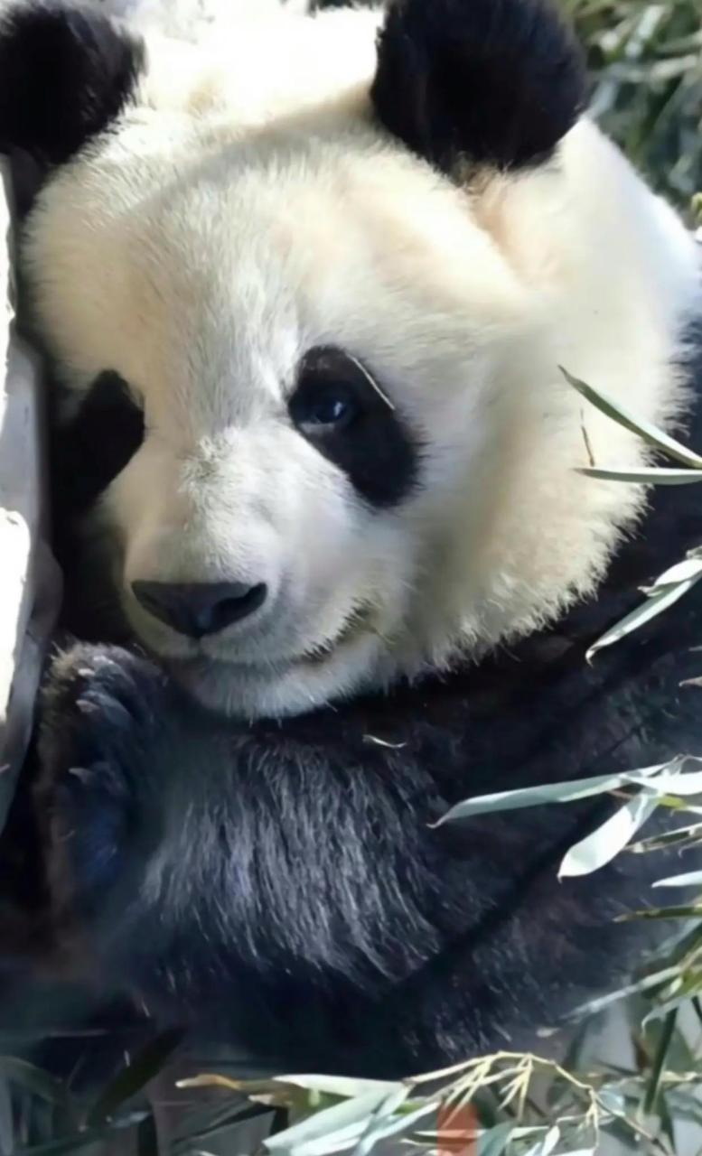 当萌兰也玩起了模仿秀[捂脸][捂脸]#熊猫