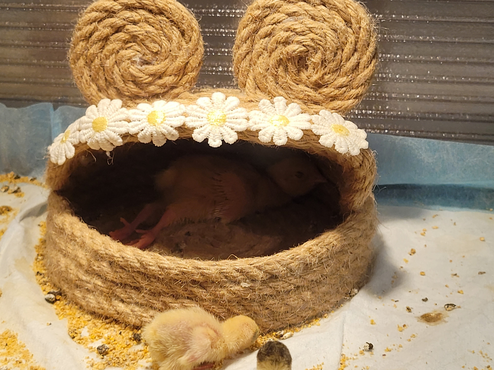 这睡姿贵妃躺#芦丁鸡# #鹌鹑# #萌宠搞笑合集