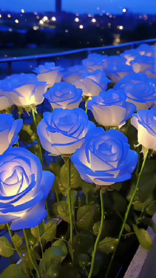蓝玫瑰寓意着热情与爱情,送给爱人可以表达对对方的爱,也可送给朋友
